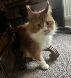 Loki, the cheeky Maine Coon