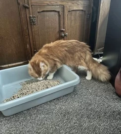 Loki, the cheeky Maine Coon