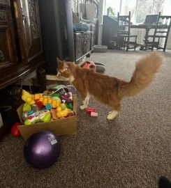 Loki, the cheeky Maine Coon