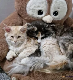 Mainecoon kittens