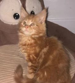 Mainecoon kittens