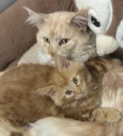 Mainecoon kittens