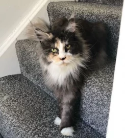 Mainecoon kittens