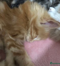 Mainecoon kittens