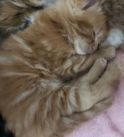 Mainecoon kittens