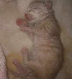 Mainecoon kittens