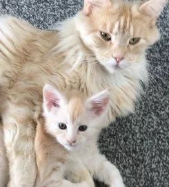 Mainecoon kittens