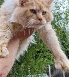 Mainecoon kittens