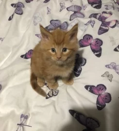 Mainecoon kittens