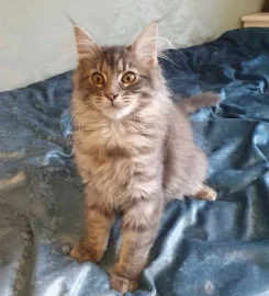 Pedigree Maine Coon Kittens ready go to new home