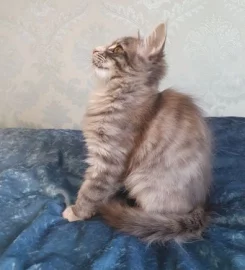 Pedigree Maine Coon Kittens ready go to new home