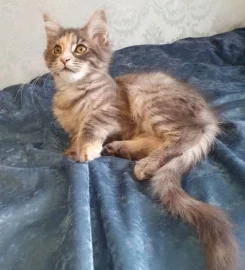 Pedigree Maine Coon Kittens ready go to new home