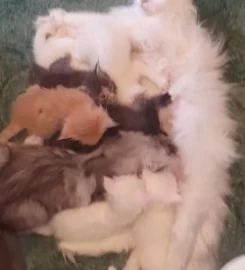 Pedigree Maine Coon Kittens ready go to new home