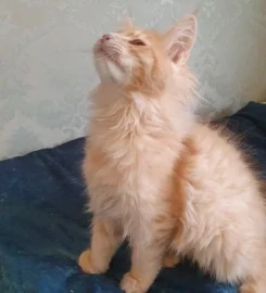 Pedigree Maine Coon Kittens ready go to new home