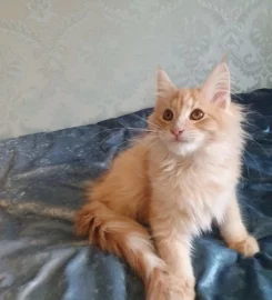 Pedigree Maine Coon Kittens ready go to new home