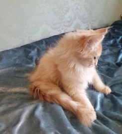 Pedigree Maine Coon Kittens ready go to new home