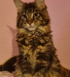 ❤️REDUCED gorgeous girl GCCF Reg Maine Coon kitten