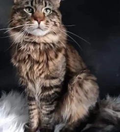 ❤️REDUCED gorgeous girl GCCF Reg Maine Coon kitten