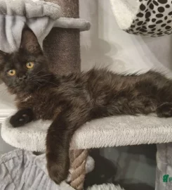 ❤️REDUCED gorgeous girl GCCF Reg Maine Coon kitten