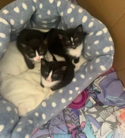 beautiful kittens looking for their forever home