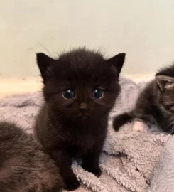 2 gorgeous fluffy kittens