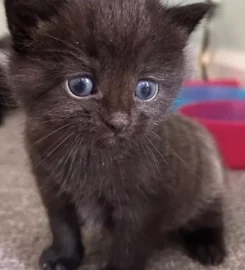 2 gorgeous fluffy kittens