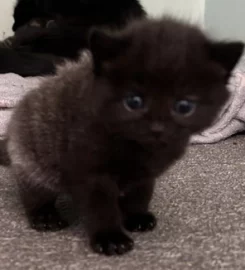 2 gorgeous fluffy kittens