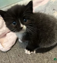 2 gorgeous fluffy kittens