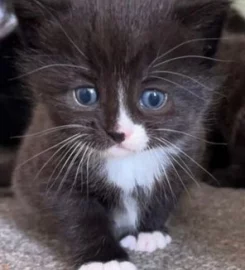 2 gorgeous fluffy kittens