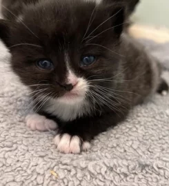 2 gorgeous fluffy kittens