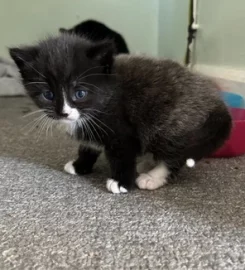 2 gorgeous fluffy kittens