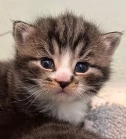 2 gorgeous fluffy kittens