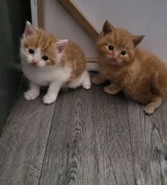 2 kittens