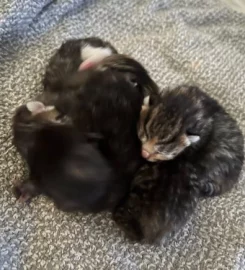 4 fluffy kittens