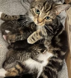 4 fluffy kittens