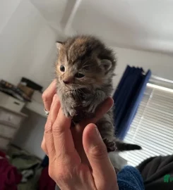 4 fluffy kittens