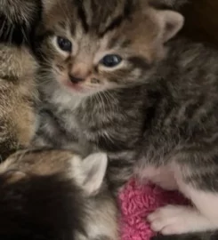 4 fluffy kittens