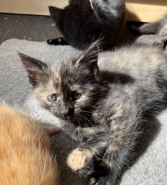 6 mixed black / brown /tabby kittens available