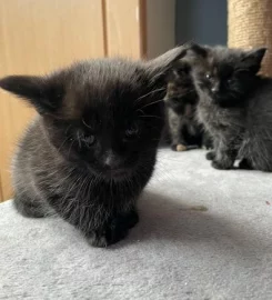 6 mixed black / brown /tabby kittens available