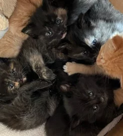 6 mixed black / brown /tabby kittens available