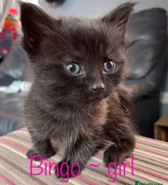 6 mixed black / brown /tabby kittens available