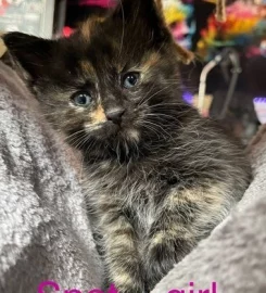 6 mixed black / brown /tabby kittens available