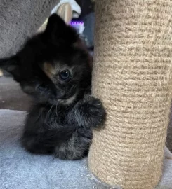 6 mixed black / brown /tabby kittens available