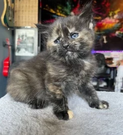 6 mixed black / brown /tabby kittens available