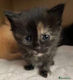 6 mixed black / brown /tabby kittens available