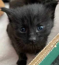 6 mixed black / brown /tabby kittens available