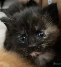 6 mixed black / brown /tabby kittens available