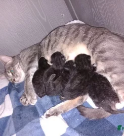 Beautiful black tabby kittens