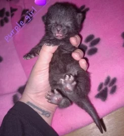 Beautiful black tabby kittens