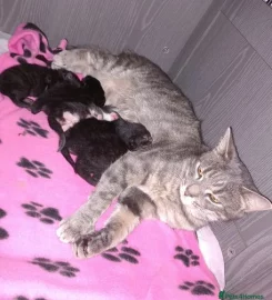 Beautiful black tabby kittens